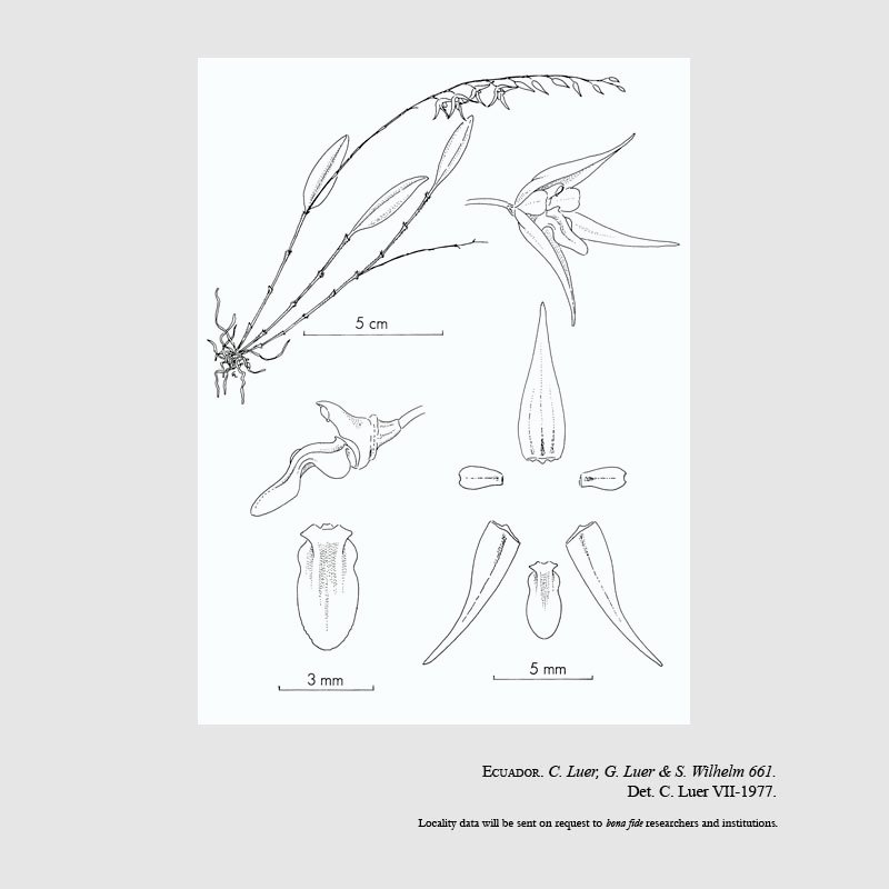 Trichosalpinx dirhamphis 